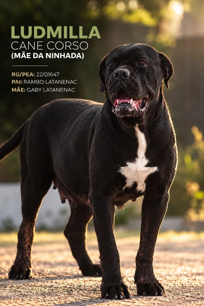 Filhote cane corso  - Foto 3