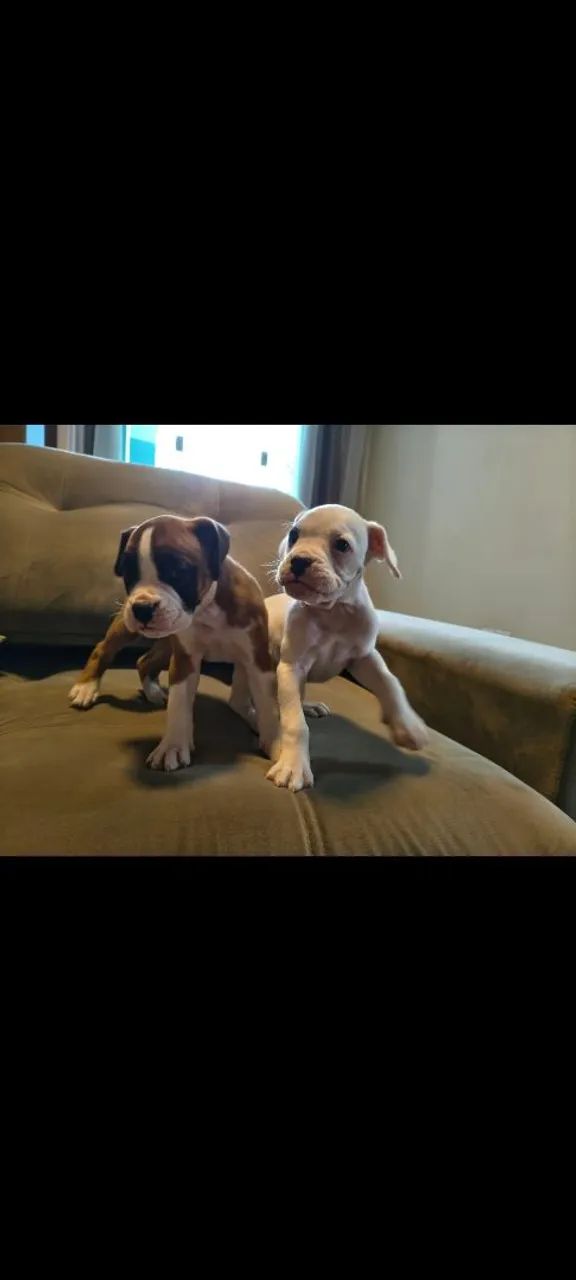 Filhotes de boxer - Foto 5