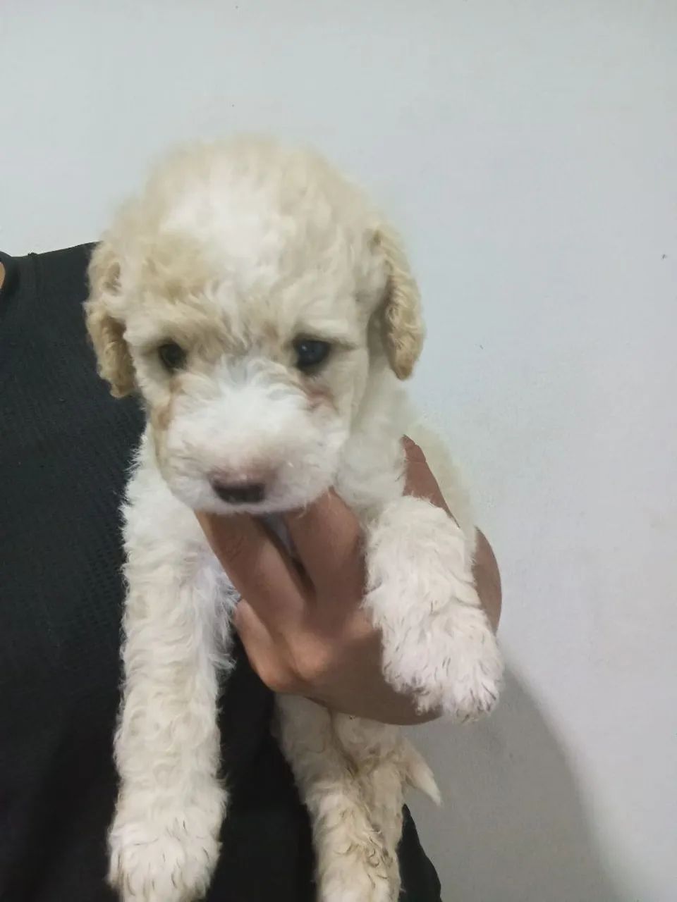 Vendo cachorro poodle número dois - Foto 2