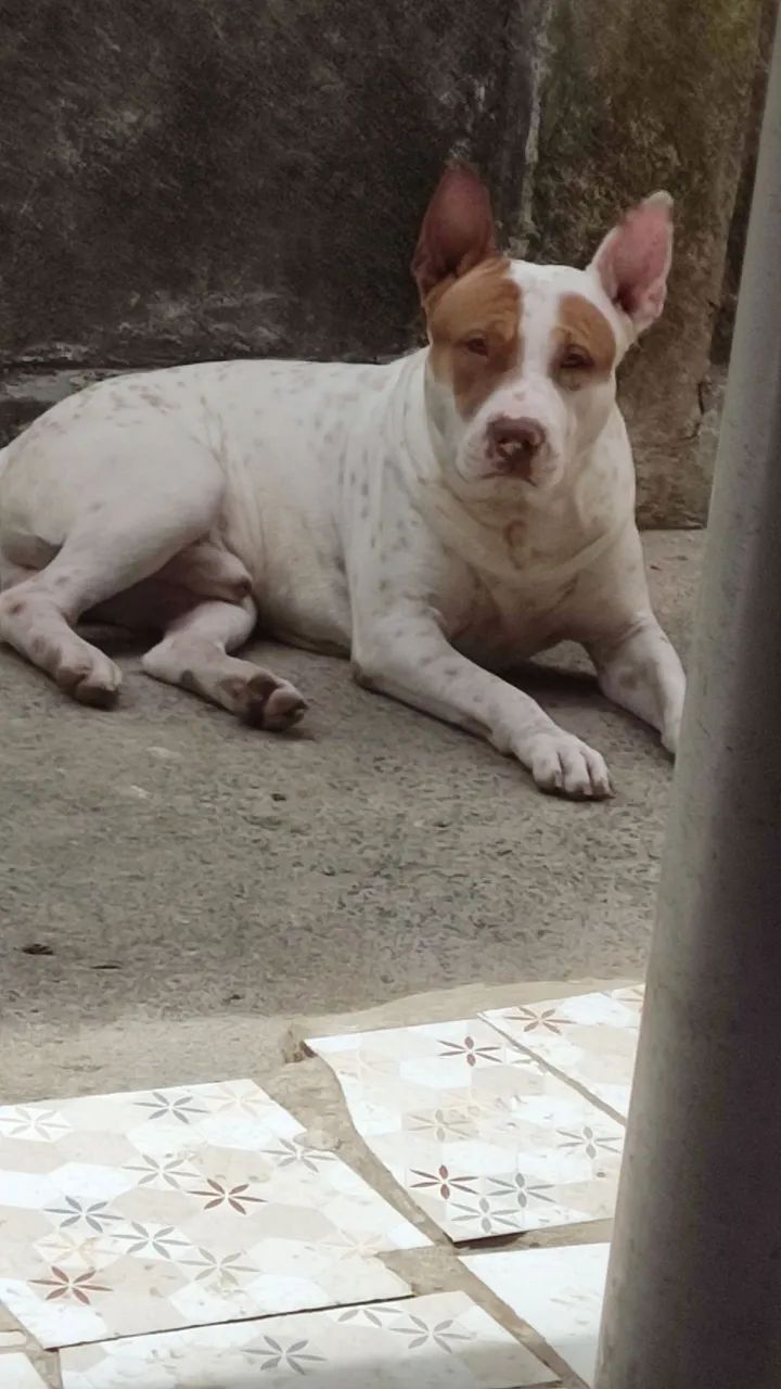 Doa Pit Bull com 9 meses 
