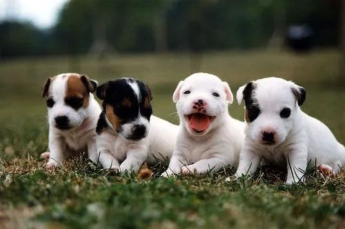 Jack Russel 