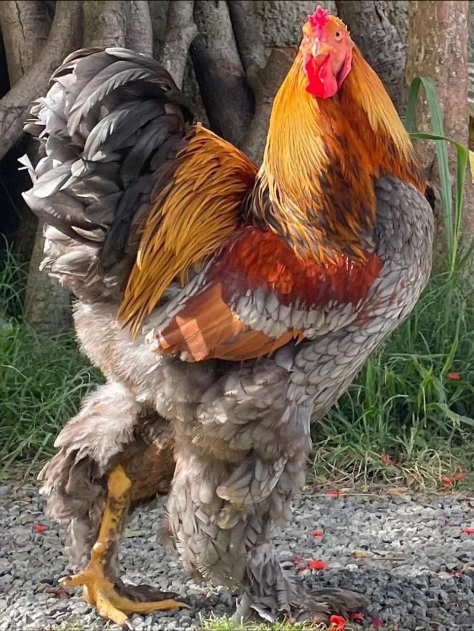 Vendo ovos galados de Brahma 