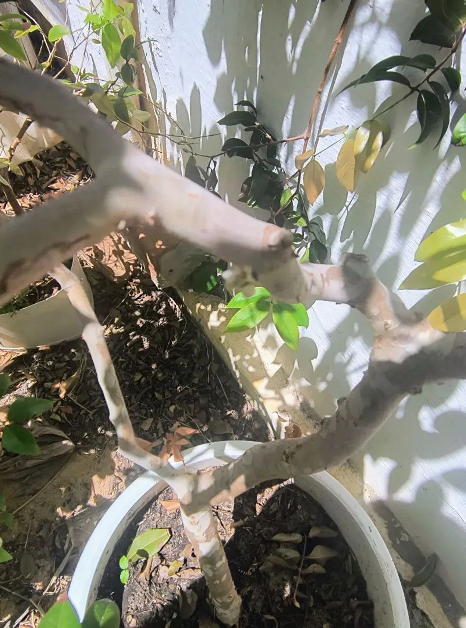 Jabuticaba  - Foto 2