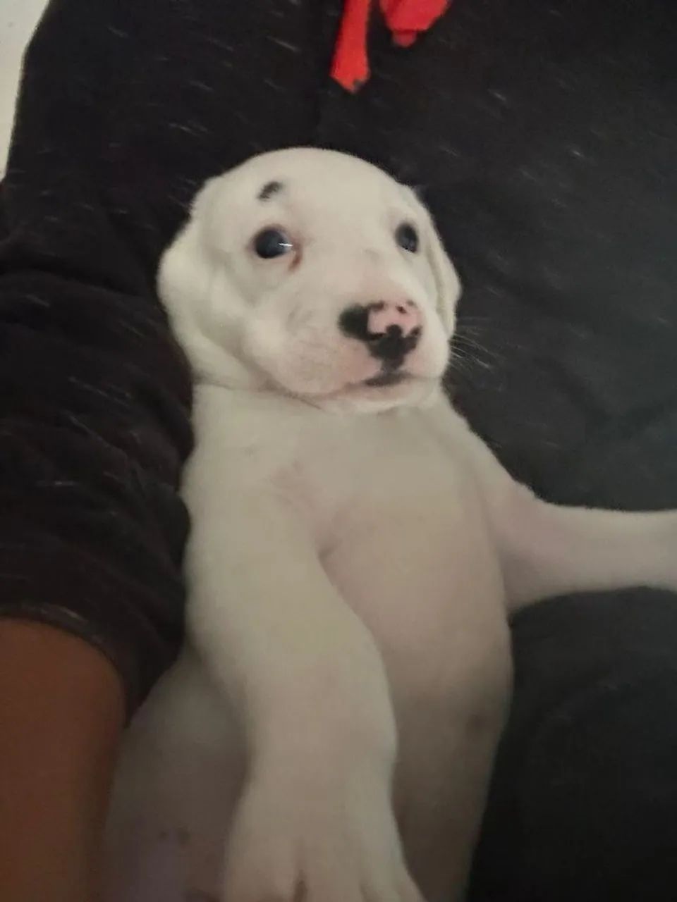 Cachorro  - Foto 2