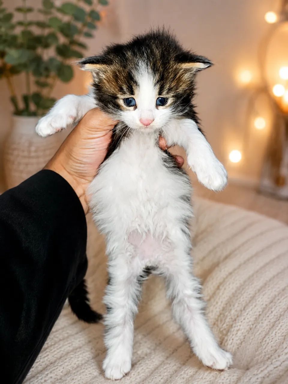 Filhotes de gato mainecoon  - Foto 2