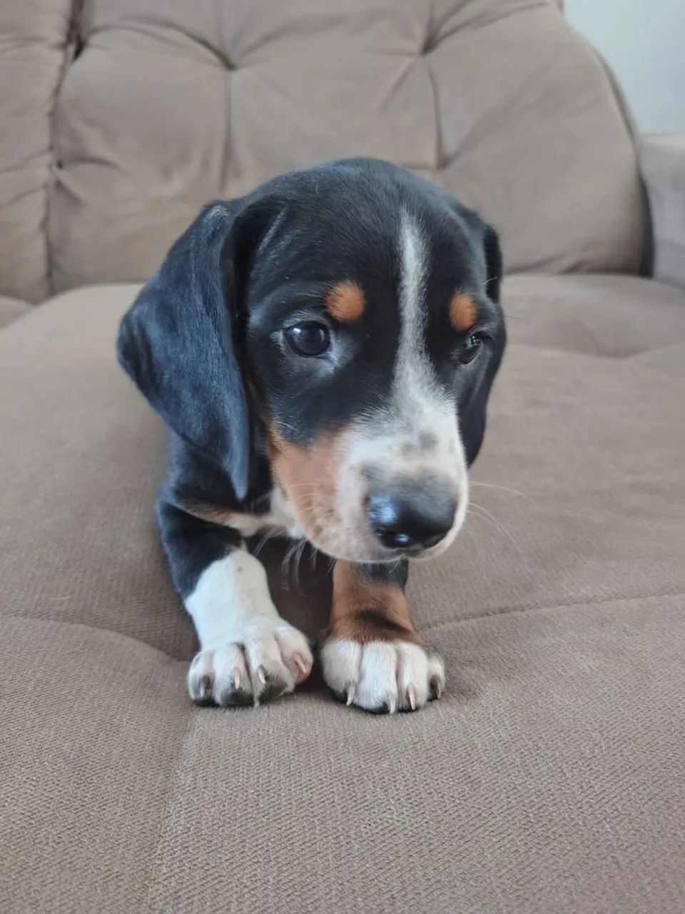 Basset  - Foto 2