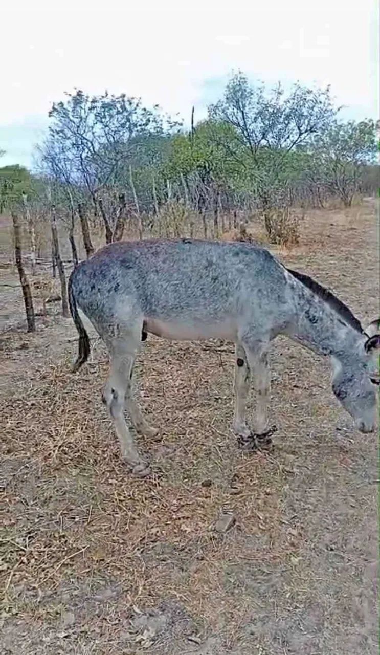 Égua 