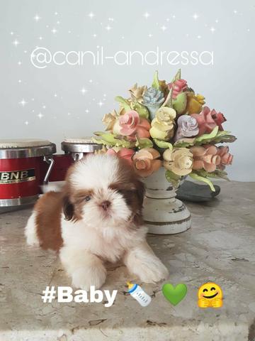 Shih tzu filhotinhos
