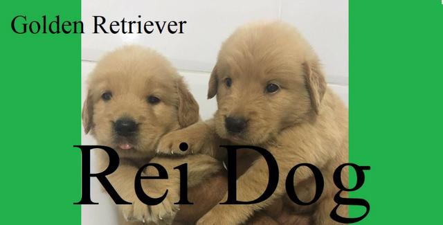 Golden Retriever de excelente linhagem - Rei Dog Filhotes Aracaju/SE