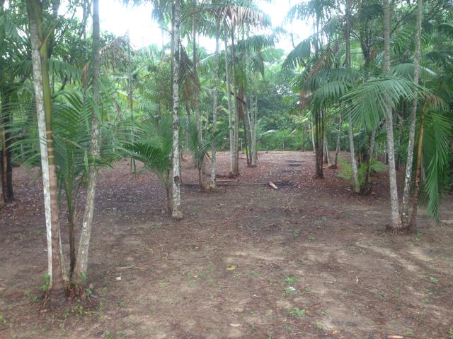 Terreno com plantação de açaí