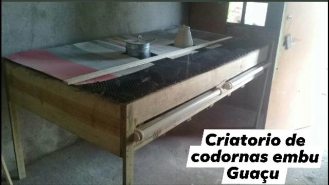 Ovos de codornas japonesa - Foto 5