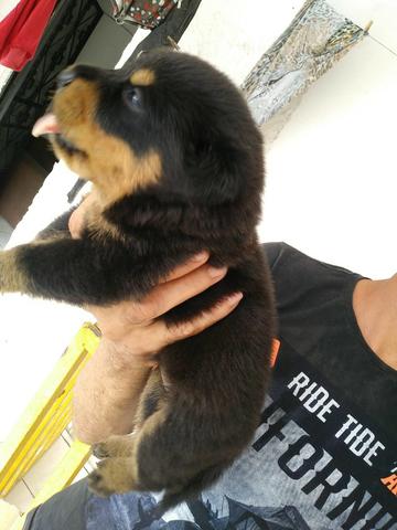 Vendo - Foto 3