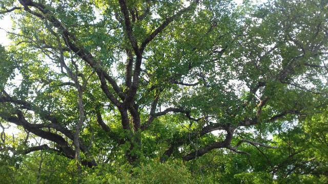 Vendo 2 dois sitio em Nazaria Teresina Piauí - Foto 10