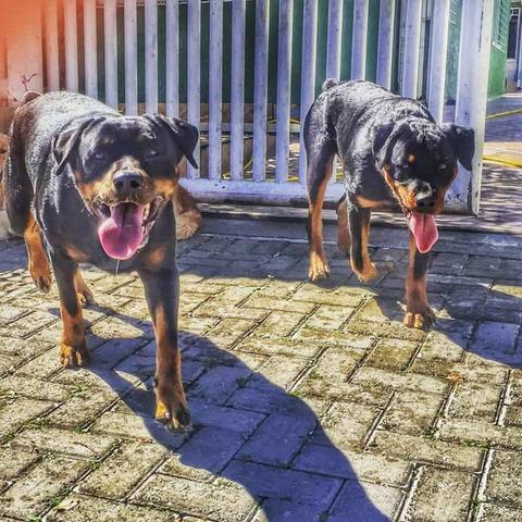 Rottweiler filhotes lindos - Foto 4