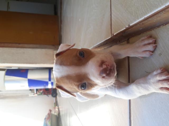 Filhote de pit bull - Foto 2