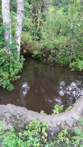 Terra para Fazenda ou sitio ( tenho um ponto comercial e uma casa) zap * - Foto 5