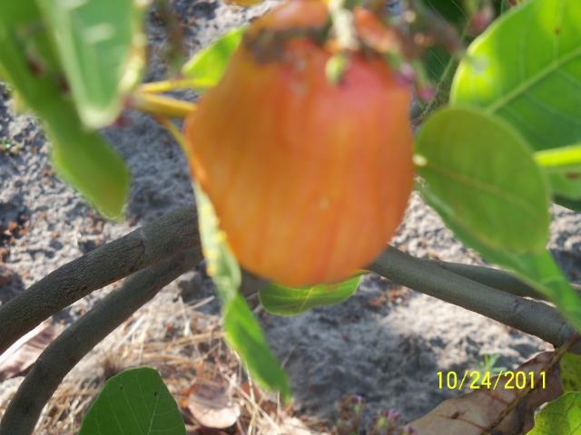 Terrenos - Foto 3