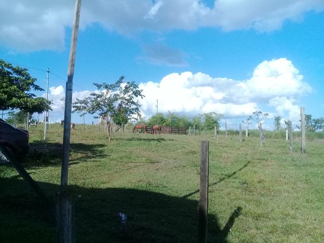 Vendo essa colonia - Foto 2