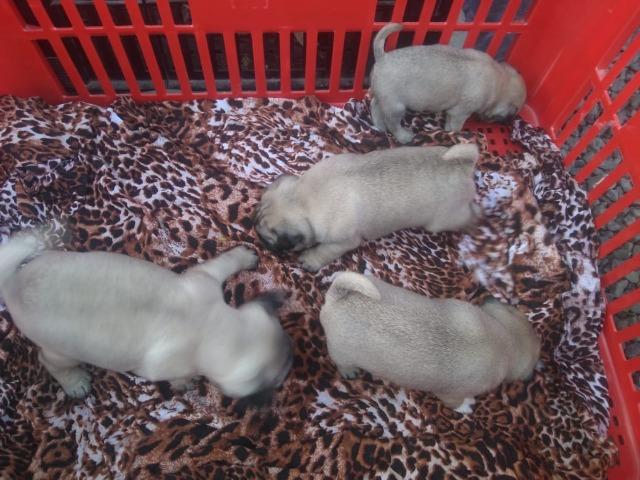 Pug - Foto 2
