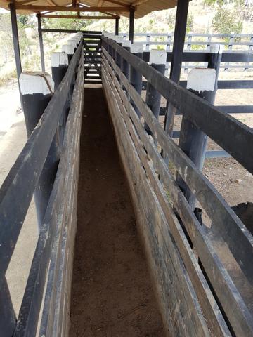 Fazenda ( Vendo ou Troco ) Propriedade Em Teotônio Vilela-AL - Foto 11