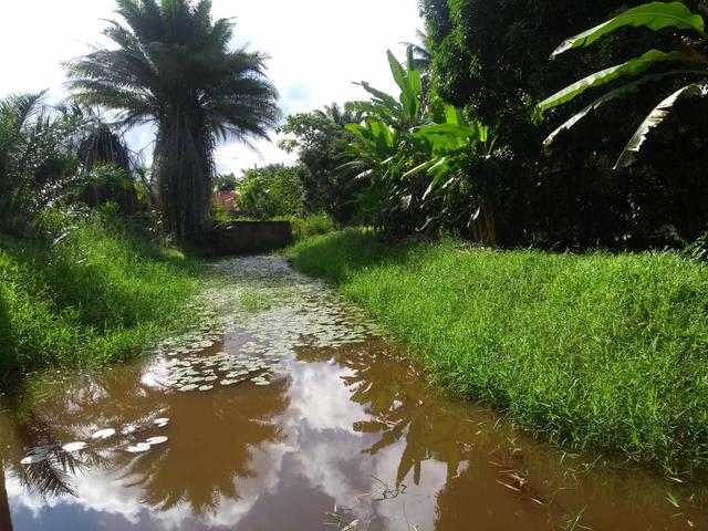 Vendo sitio em jaua - Foto 15