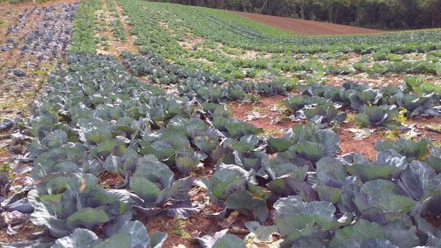 02 Chácaras em Mandirituba de 34.218,84 m² cada - Foto 13