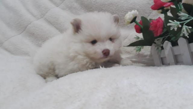 Machinho Raro de Spitz Tricolor de Chocolate - Foto 5