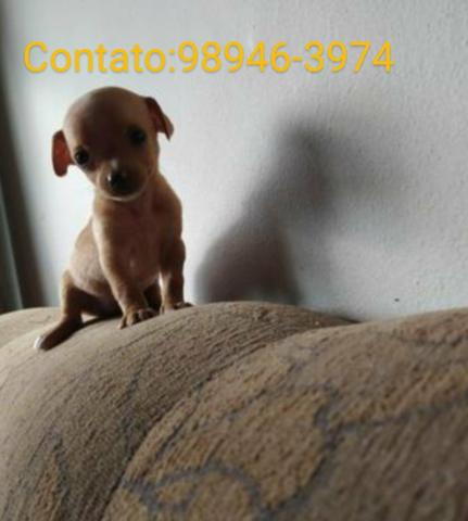 Pinscher mini zero zero aceito cartão