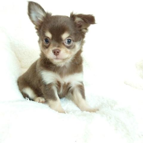 CHIHUAHUA fêmeas chocolate - Foto 2
