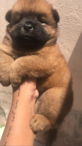 Chow chow puro língua azul (pelagem tradicional)