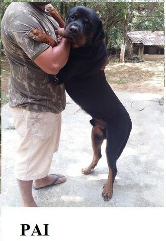 Canil Euro Filhotes de Rottweiler com Pedigree lindos em ate´12x cartao - Foto 4