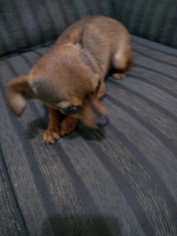 Vendo uma Pinscher - Foto 2