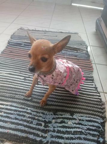 Pinscher mini zero zero aceito cartão - Foto 5