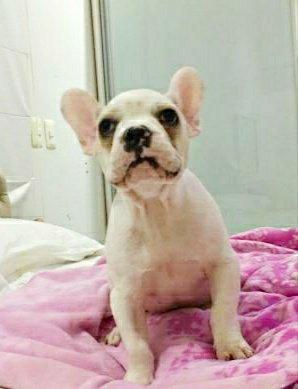 Legítimo filhotes de buldogues Branco