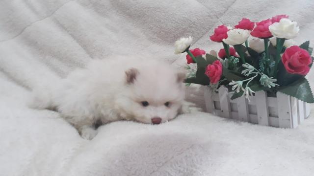 Machinho Raro de Spitz Tricolor de Chocolate - Foto 6