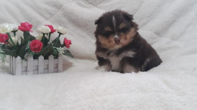 Machinho Raro de Spitz Tricolor de Chocolate - Foto 2