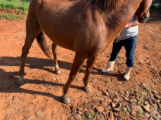 Vendo Cavalo - Foto 5