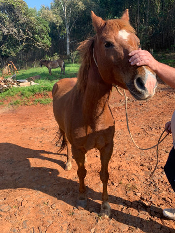 Vendo Cavalo - Foto 4