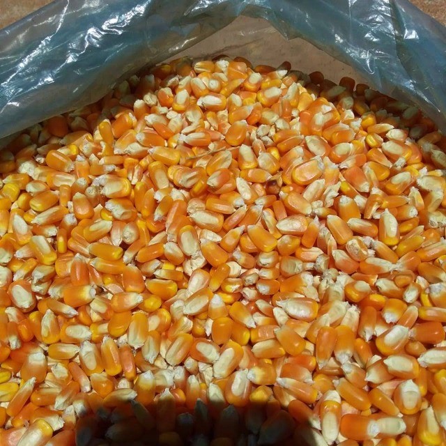 Venda de Grãos - Foto 2