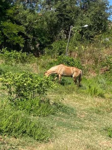 Vaquejada em 2023  Fotos de cavalos, Égua quarto de milha, Imagens de  vaqueiro