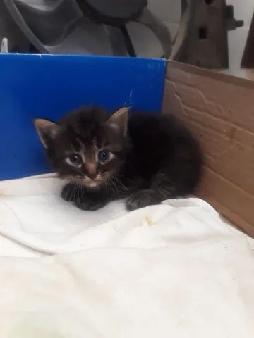 Gato persa no precinho pra vender logo - Foto 2