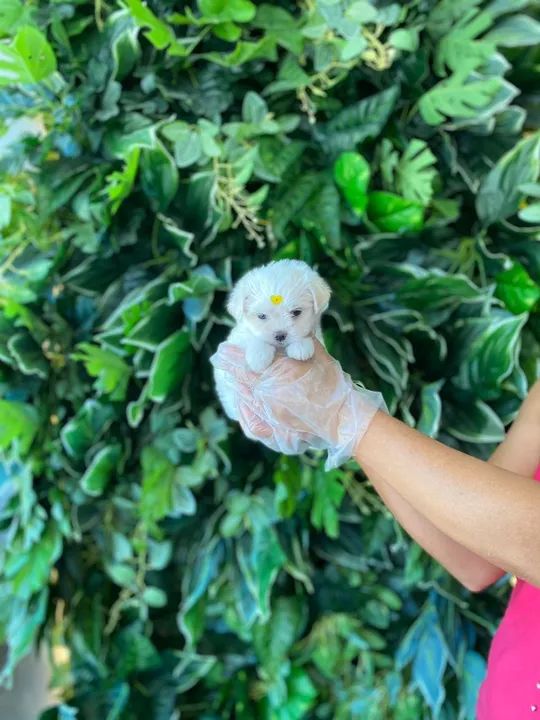 maltês, micro- macho e fêmea