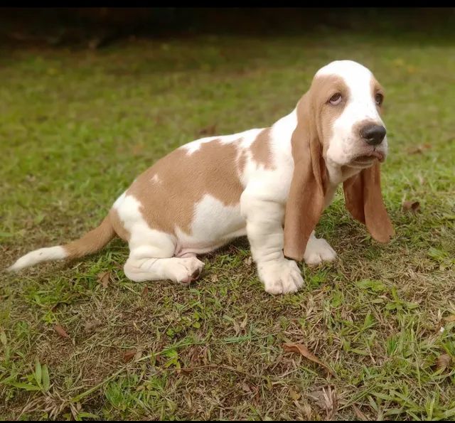 Basset olx sales