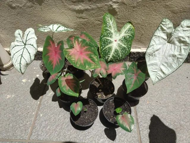 Kit de caladiuns - Super promoção!!! - Foto 3