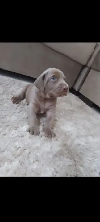 Weimaraner