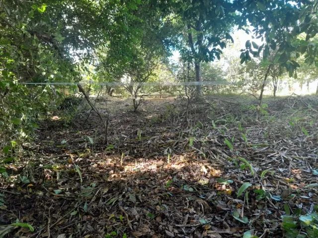 VENDO ÁREA PARA SÍTIO OU VILLAGE 57X55=3.135m² MURADA NA FRENTE - Foto 5