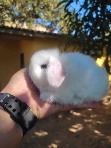 DIA DAS CRIANÇAS - Coelho Mini Lop Uruguaio - Foto 2