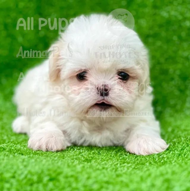 maltês, micro- macho e fêmea - Foto 3