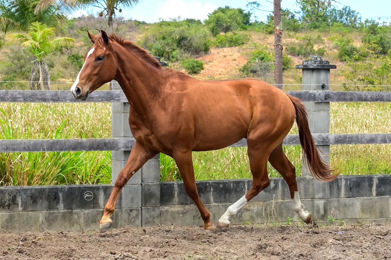 Potro QM com documento  - Foto 2