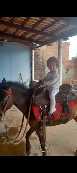 Domador de cavalos - Foto 2